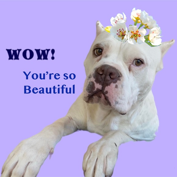 Everlane NWT Medium Charcoal The Cozy Stretch Crop Tank - Picture 8 of 8